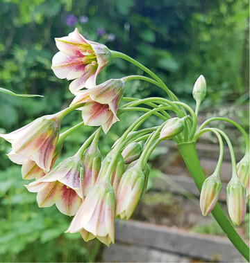Gartenschtze ziehen Besucher an