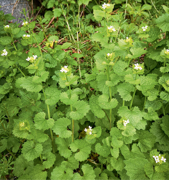 Am Waldrand bildet die Knoblauchsrauke hufig dichte Bestnde