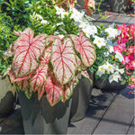 Das Buntblatt ist ein Knollengewächs, und die Knolle wird in Sand lagernd und nur ganz leicht feucht bei etwa 20 °C überwintert. Im März wird sie neu in frisches Substrat getopft und ins Zimmer gestellt. Nach den letzten Frösten darf sie ins Freie.