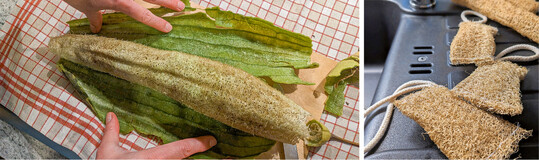 Wenn die Frucht beim Klopfen hohl klingt, kann sie geschlt werden. Die Kerne lassen sich durch Schtteln und leichtes Kneten entfernen. Fr den Splschwamm die getrockneten und gereinigten Frchte in Stcke schneiden und an den offenen Enden zusammen nhen