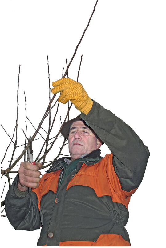 Die Edelreiser werden am besten in den Wintermonaten geschnitten