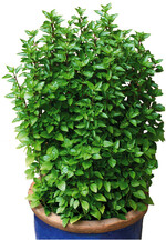 Das kräftige Laub macht die Pflanzen unempfindlich