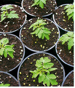 Frisch umgetopft, wachsen die Tomaten zu kräftigen Pflanzen heran. Das Auspflanzen geschieht dann Mitte Mai, wenn die Nachtfröste vorüber sind. Oder aber es ist ein Kleingewächshaus vorhanden, dann kann die Auspflanzung bereits früher im April stattfinden.