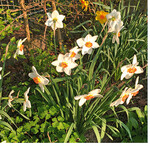 Nach der Blüte werden Akeleien und andere Stauden das welkende Laub der Narzissen weitgehend verdecken.