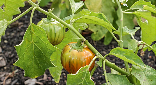 Die Frchte Afrikanischer Auberginen erinnern nur im Aussehen an Tomaten