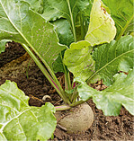 Weiße Bete eignen sich mit ihrem milden Geschmack besonders für Rohkost