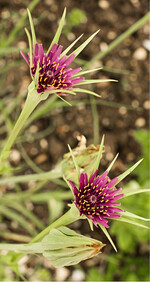 Die Haferwurzel wurde aufgrund der Blütenfarbe zuweilen Purpur-Bocksbart" genannt