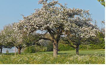 Der Stickstoffzeiger Wiesenkerbel wchst hufig in Obstwiesen