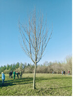 Durch die gemeinsame Baumschneideaktion bekommen die Streuosbtbäume eine Zukunft