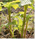 Wenn man jetzt bei den Himbeeren die allerersten frisch austreibenden Bodenruten wegschneidet, sind die nachfolgenden Neutriebe umso kräftiger und gesünder. Der Erstaustrieb hat vielfach durch Frost geschädigtes Mark.