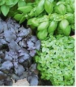 Basilikum ist vielseitig: Typ Genoveser, kleinblättriger Typ Bubikopf und rotblättrige Sorte im Vergleich. Übrigens: Wussten Sie, dass in Südeuropa Basilikum auf der Fensterbank auch zur Abwehr von Mücken eingesetzt wird?