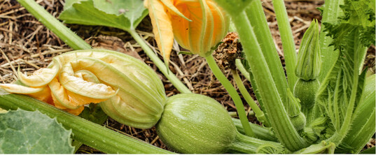 Zucchiniblten sind genauso wie Krbisblten eine Delikatesse