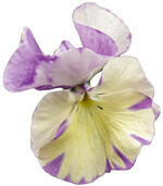 Duftveilchen eignen sich perfekt für Süßspeisen aller Art