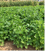 Die Sojabohnenpflanzen entwickeln sich im Sommer zu einem dichten Bestand, der keine Unkrautbekämpfung mehr erforderlich macht. Tipp: Geschälte und gekochte Edamame-Bohnen (die Hülsen werden grundsätzlich nicht verzehrt) können viele Gerichte wie z.B. Salate oder Gemüsepfannen bereichern.