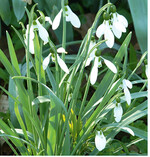 Die Brutzwiebeln der Schneeglöckchen und Märzbecher können im April bzw. nach der Blüte von der Mutterzwiebel getrennt und separat eingepflanzt werden. Es gilt, dass Schneeglöckchen im vollen Laub geteilt werden sollen.
