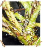 Birnblattsauger Befall zur Blütezeit