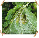 Blasenläuse an Roter Johannisbeere