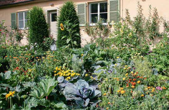  Blumen tragen zum Pflanzenschutz bei 
