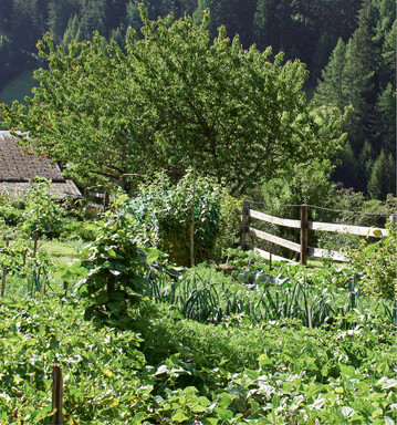  Mischkulturen ermglichen beste Raumnutzung und hohe Ertrge 