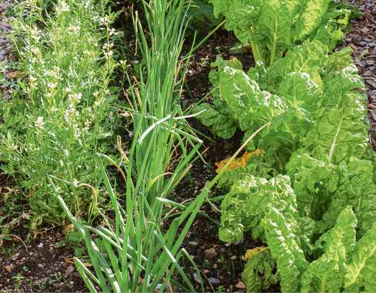  Rucola, Schalotten und Mangold harmonieren 