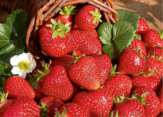  Erdbeeren machen fit und munter fr die Frhjahrsaktivitten 