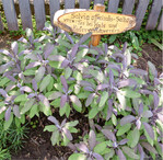 Buntlaubiger Salbei ist nicht nur nützlich, sondern auch dekorativ. Aber nicht nur Kräuter sind für den Heilgemüsegarten geeignet: Aus Winterrettichen lässt sich beispielsweise mit Kandiszucker ein hervorragendes Hustenmittel herstellen. Deshalb im Mai nicht die Aussaat für dieses lagerfähige Gemüse vergessen.