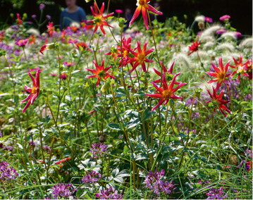 Auch im Sommerblumenbeet sorgen Dahlien fr mehr Flle. Verwenden Sie hierfr am besten kleinbltige und ungefllte Sorten, um ein stimmiges Bild zusammen mit den eher zierlichen Einjhrigen zu erzielen.
