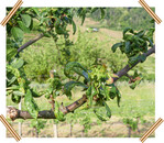 Befall durch die Kleine Pflaumenlaus