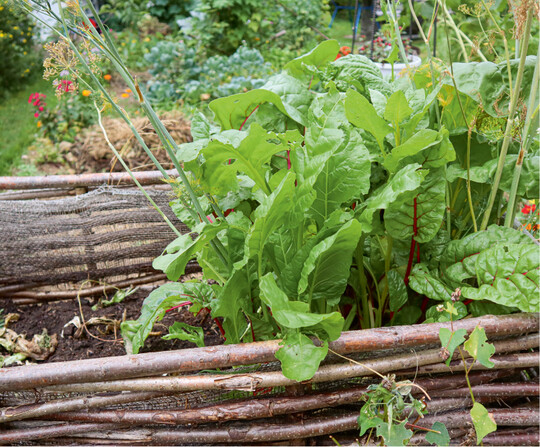 Mangold in einem Hochbeet