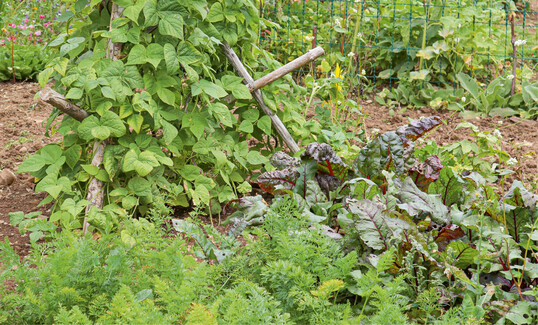Im Permakulturgarten wachsen die Pflanzen in Mischkultur und profitieren von ihren Nachbarn