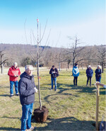 Auftakt der landesweiten Streuobst-Pflegetage in Ersingen