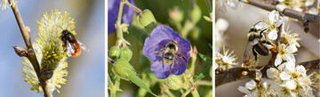 Biene ist nicht gleich Biene: die Gehrnte Mauerbiene (links), die Waldhummel (Mitte) und die Graue Sandbiene (rechts)