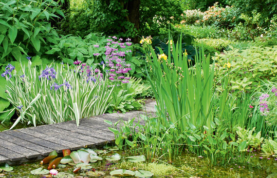 Schwertlilien ( Iris pseudacorus, I. pallida Variegata), Etagen-Primel und Seerosen binden das Holzdeck harmonisch in die Wasserlandschaft ein