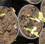 Viele Stangenbohnensorten sind für den Anbau unter Glas geeignet. Um den Blütenabwurf bei Hitze zu vermeiden und einen Spinnmilbenbefall zur reduzieren, ist eine Überkopfberegnung mit Sprinklern vorteilhaft. Falls dies nicht möglich ist, sollte der Boden feucht gehalten werden, um die Luftfeuchte im Bestand zu erhöhen (nicht im Herbst  Pilzgefahr!).