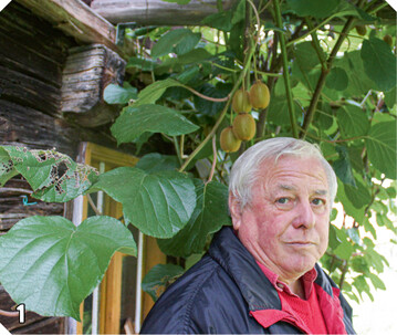 1 Nicht nur bei pfeln ist Waldemar Wimmer experimentierfreudig: An der Wand gedeihen prchtige Kiwis