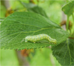 Frostspannerraupe an Zwetschge