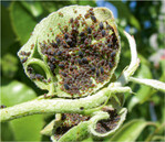 Befall durch die Mehlige Birnenblattlaus