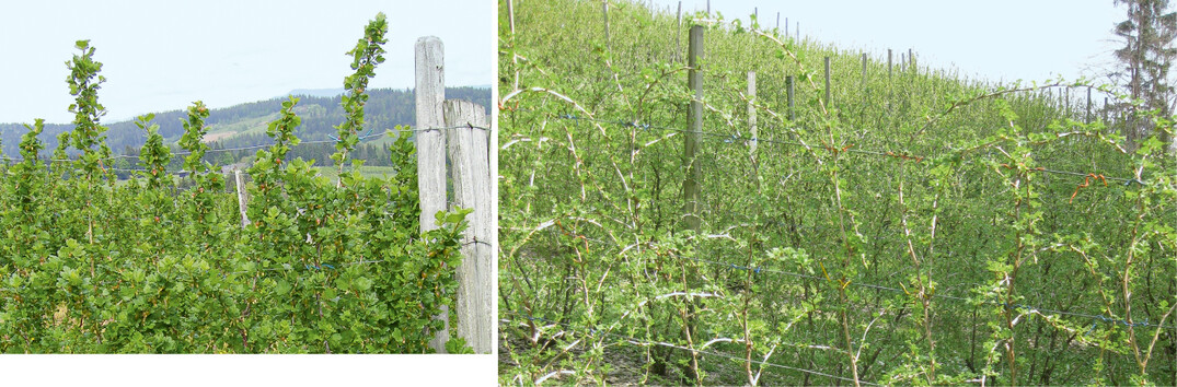 Stachelbeerhecken müssen zur Mehltauvorsorge luftig gehalten werden (l.). Diese vorbildlich geschnittenen Stöcke wurden regelmäßig verjüngt. Dadurch fällt zwar viel Holz, aber im Verhältnis wenig Schnittarbeit an (r.)