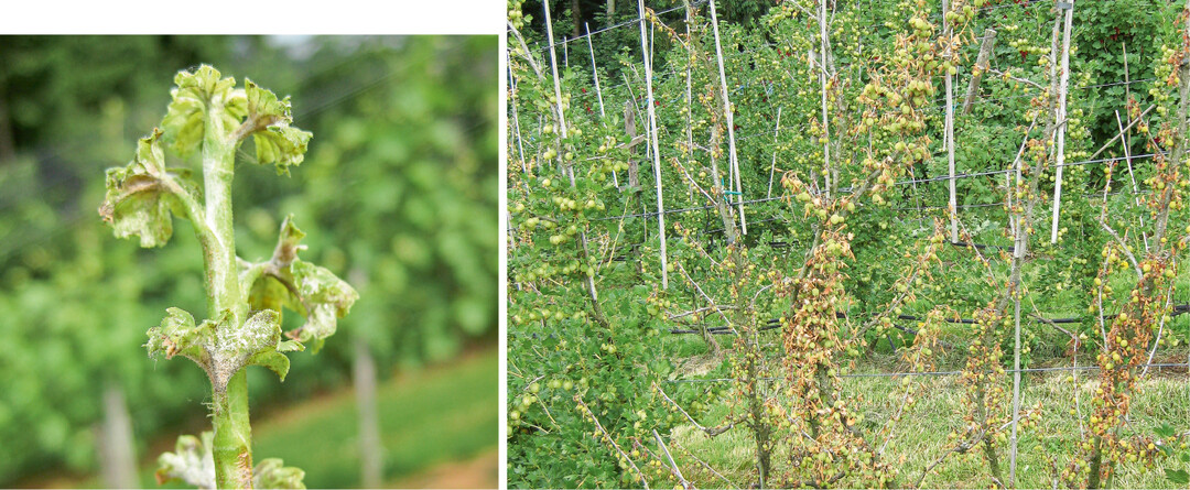 Der Amerikanische Stachelbeermehltau befällt Triebe wie Früchte. Er ist der wichtigste Schaderreger im Stachelbeeranbau (l.). Auch bodenbürtige Pilze bereiten Stachelbeeren immer häufiger Probleme (r.)