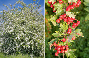 Der ppigen Blte im Frhjahr folgt ein reicher Fruchtbehang im Herbst