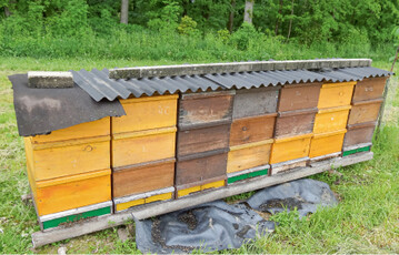 Bienen helfen bei der Befruchtung. Wildbienen und Hummeln ergnzen den Bienenflug und helfen besonders bei khlen Temperaturen, wenn Bienen nicht fliegen. Im Garten oder auf der Obstwiese pflanzt man mindestens drei unterschiedliche Sorten einer Obstart, von denen mindestens zwei zur Befruchtung geeignet sind. Triploide Sorten sind als Befruchter ungeeignet: Das sind meist grofrchtige Sorten wie ‘Boskoop’, ‘Gravensteiner’ oder ‘Rheinischer Winterrambour’. Als sehr gute Befruchter gelten ‘Goldparmne’, ‘Delbarestivale’ und ‘Elstar’.