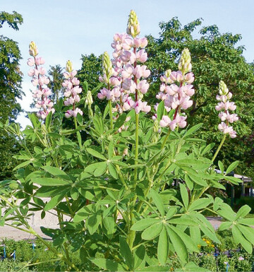 Die Gartenlupinensehen zwar attraktiv aus. Sie sind jedoch nicht fr den Verzehr geeignet. Verzehrbare Sorten werden geerntet nach 120150 Tagen fr getrocknete Lupinenkerne, wenn ca. 95 % der Hlsen und Stngel braun sind. berreife Bestnde sind zu vermeiden und die Pflanzen am Morgen zu ernten, um Kornausflle durch Platzen der Hlsen zu vermindern.