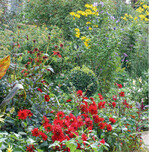 Eine besondere Gruppe bilden die sommerblühenden Knollen- und Zwiebelblumen, die wie Sommerblumen verwendet werden können. Dazu gehören beispielsweise Dahlien oder Montbretien. Dahlien können Sie ganz einfach in Töpfen vorziehen und dann im Hochsommer in entstandene Lücken einsetzen.