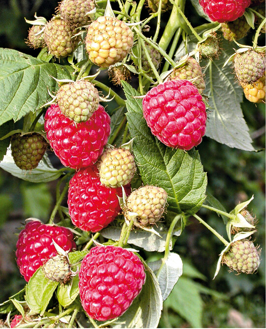 Herbsthimbeeren wie ‘Himbo-Top’ knnen an den etwas gekrzten Altruten bereits im Juni Naschfrchte liefern
