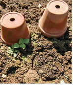 Zuckermais (unten rechts) bis zur Keimung mit Tontöpfen bedeckt. Je nach Sorte sind die Pflanzen Anfang bis Mitte August reif. Dann sind die Körner milchreif, d.h. beim Eindrücken der Körner mit dem Fingernagel muss Saft entweichen. Geerntet werden die Kolben am besten morgens.