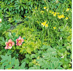 Hier sind Stauden zusammengepflanzt worden, die den Lebensbereichen Gehölz und Gehölzrand zugeordnet werden.