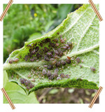 Mehlige Apfelblattlaus Kolonie auf Blattunterseite