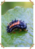 Die Marienkäferlarve vertilgt Blattläuse