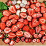 Wie dunkel sich das Fruchtfleisch färbt, ist genetisch festgelegt