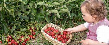 Frisch von der Pflanze schmecken Erdbeeren unvergleichlich gut